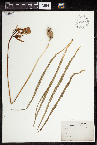 Camassia quamash image