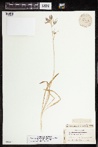 Camassia quamash image