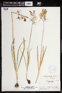 Camassia quamash image