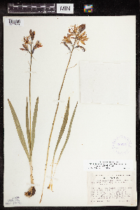 Camassia quamash image