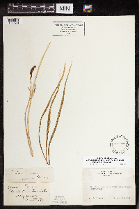 Camassia quamash image