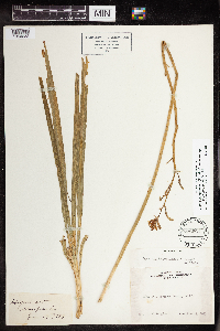 Camassia quamash image