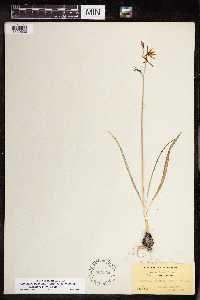 Camassia quamash image