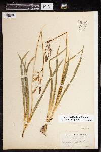 Camassia quamash image