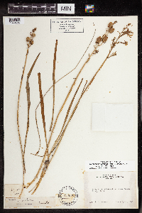 Camassia quamash image