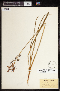 Camassia quamash image