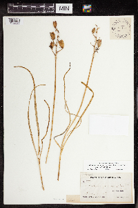 Camassia quamash image