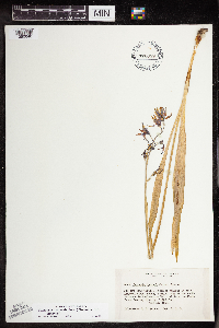 Camassia quamash image