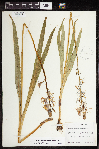 Camassia quamash image