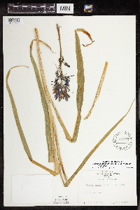 Camassia quamash image