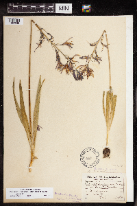 Camassia quamash image