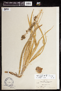 Camassia quamash image