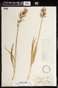 Camassia quamash image