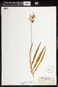 Camassia quamash image