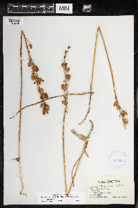 Camassia quamash image