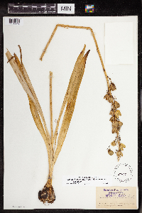 Camassia quamash image