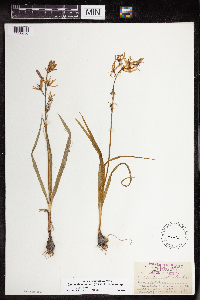 Camassia quamash image