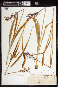 Camassia quamash image