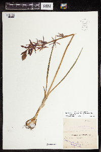 Camassia quamash image