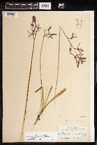 Camassia quamash image