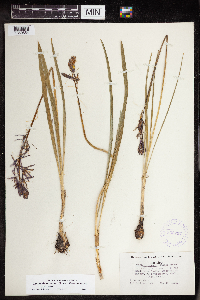 Camassia quamash image