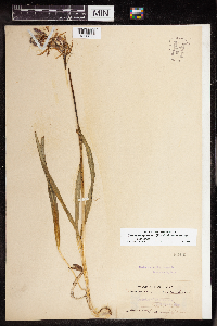 Camassia quamash image