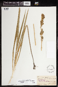 Camassia quamash image