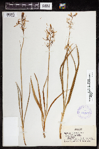 Camassia quamash image