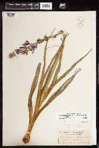 Camassia quamash image