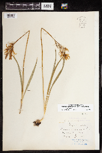 Camassia quamash image