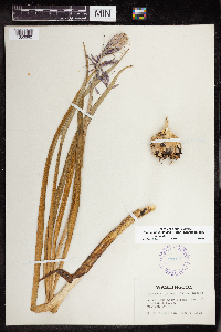 Camassia quamash image
