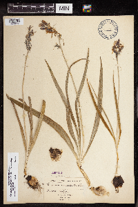 Camassia quamash image