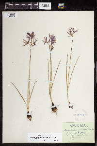 Camassia quamash image