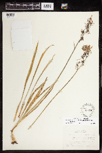 Camassia quamash image