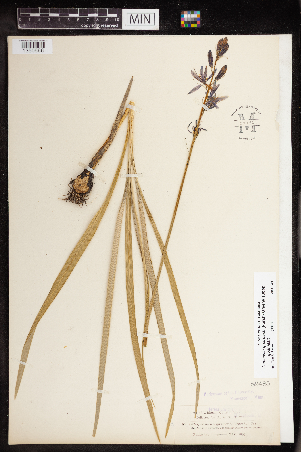 Camassia quamash image