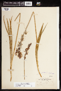 Camassia quamash image