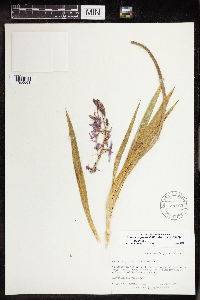 Camassia quamash image