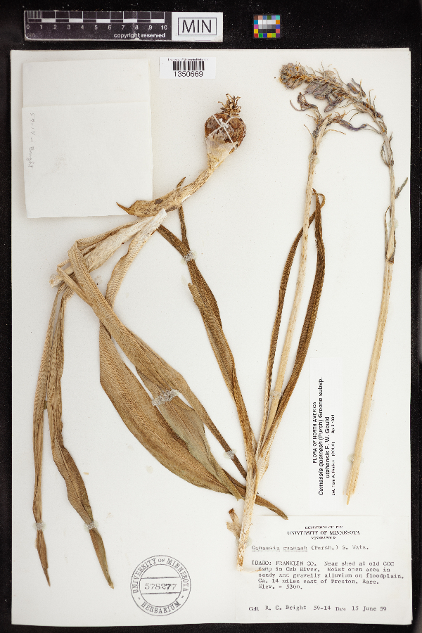 Camassia quamash subsp. utahensis image