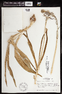 Camassia quamash image