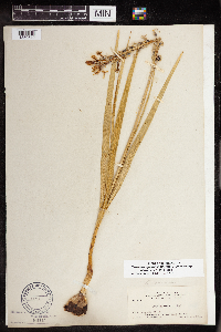 Camassia quamash image