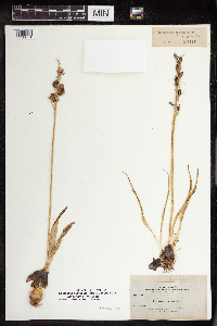 Camassia quamash image