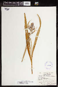 Camassia quamash image