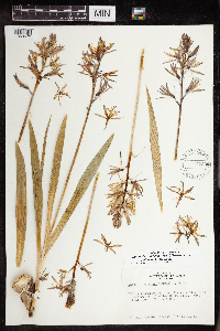 Camassia quamash image