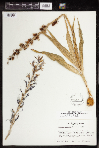 Camassia quamash image