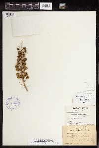 Media resource of Camassia scilloides