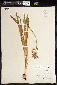Camassia scilloides image