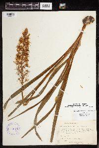 Camassia scilloides image