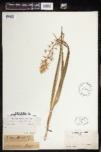 Camassia scilloides image