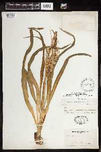 Camassia scilloides image