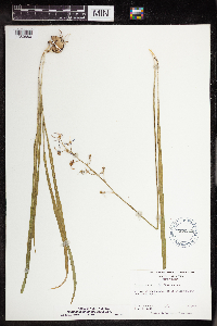 Camassia scilloides image